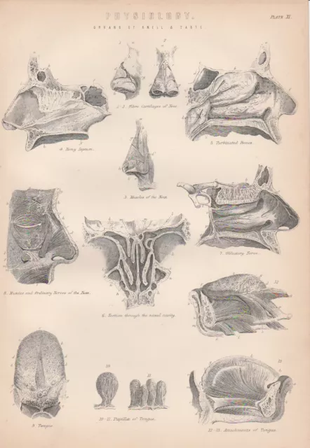 Medizin Zunge Nase HNO Muskeln Nerven LITHOGRAPHIE von 1890 Nasenhöhlen