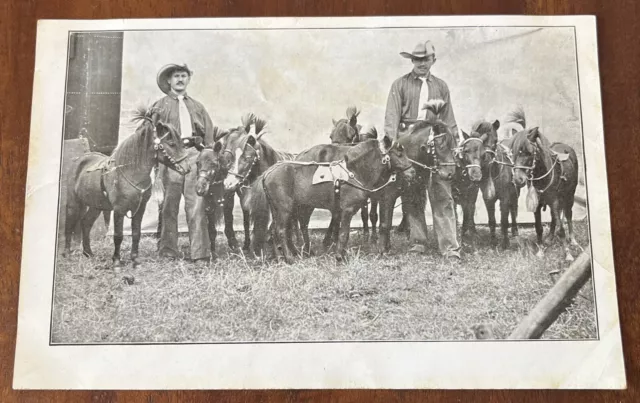 CPA AK Carte postale photo souvenir exposition 15 plus petits chevaux du monde