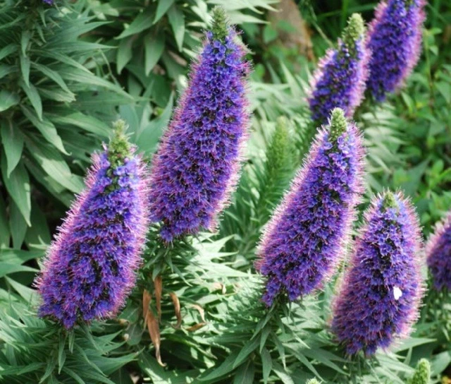 Graines De Vipérine De Madère - Echium Fastuosum (candicans) - 100 Graines - SAFLAX - Plante Méditerranéenne à Fleurs Bleues