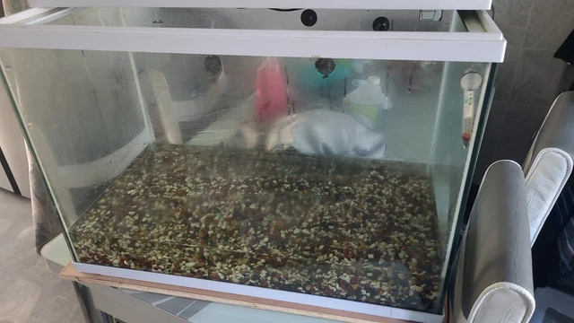 Fish Tank