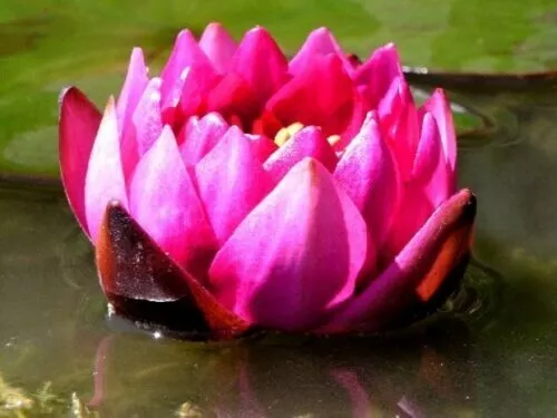 James Brydon  water lily - pond plants water lilies aquatic plants Red lily