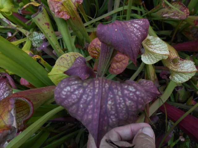 2023 seed crosses PICK YOUR OWN sarracenia carnivorous plant seeds set F