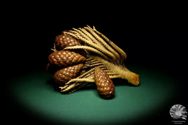 Raphia farinifera tropical centroáfrica palmera reciente frutos secos especie