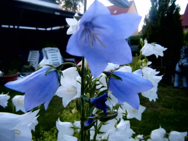 Glockenblume - 2 Pflanzen weiß oder blau