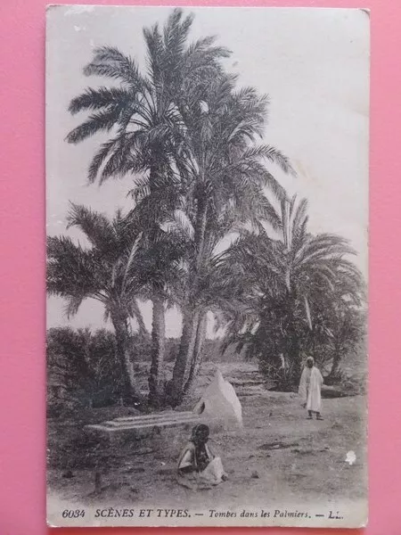 261M - Tunisie - Carte postale - Scènes et types - Tombes dans les palmiers