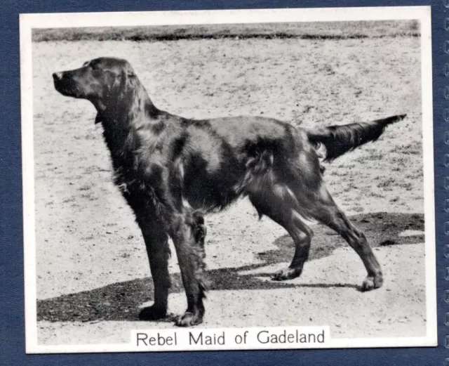 IRISH SETTER- Original CHAMPION DOGS 1930's Photographic Cigarette Card