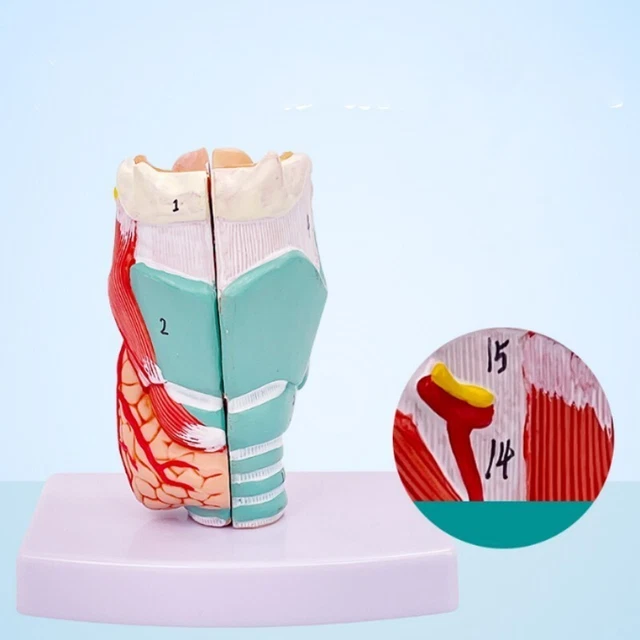 HUMAN ANATOMY SKELETON Throat Model Larynx Anatomical Model Medical For