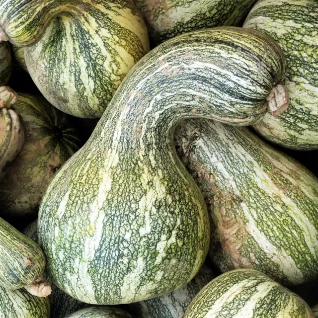 Green Striped Cushaw Seeds | Silver Pumpkin Winter Squash Vegetable Seed 2024