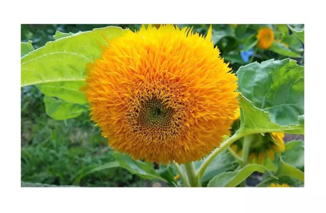 20x Sunflower Teddy Bear Tournesol Plantes - Graines B319