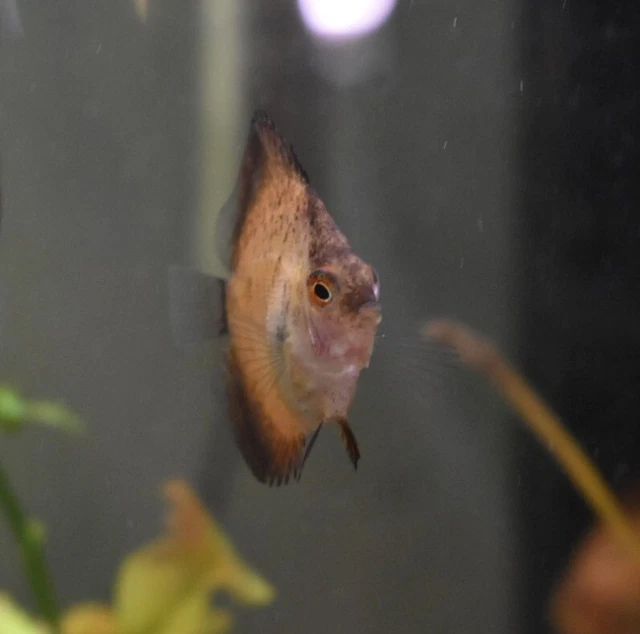 Live 1.5-2" Discus (Pack of 3 Juvenile Freshwater Aquarium Fish)*PLS READ DESC 3