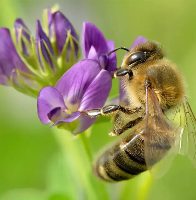 POLLINATOR COVER CROP Mix Ground Cover Wildflower Meadow Non-GMO 1200 Seeds 3