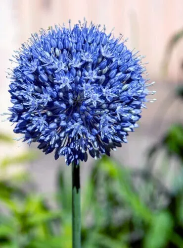 10x Allium Azureum Beautiful Blue Spring Flowering Bulbs Garden Hardy Perennial