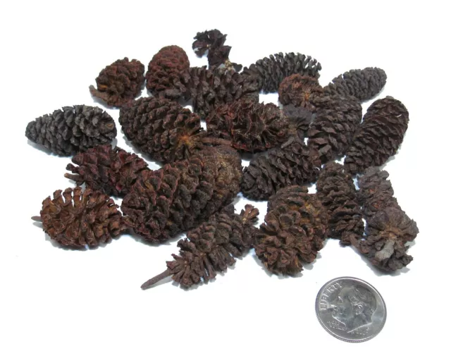 BIRCH CONES Fish Shrimp Tank Blackwater Aquarium Tannins Terrarium Vivarium Vase