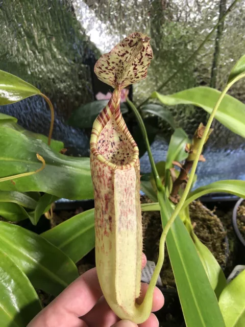 Nepenthes maxima  species cutting