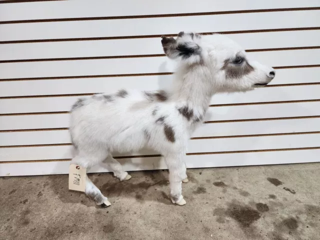 Rare Real Baby Donkey Taxidermy Soft Mount - Not Posable