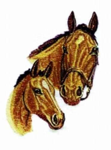 Embroidered Ladies T-Shirt - Spring Foal BT3676 Sizes S - XXL