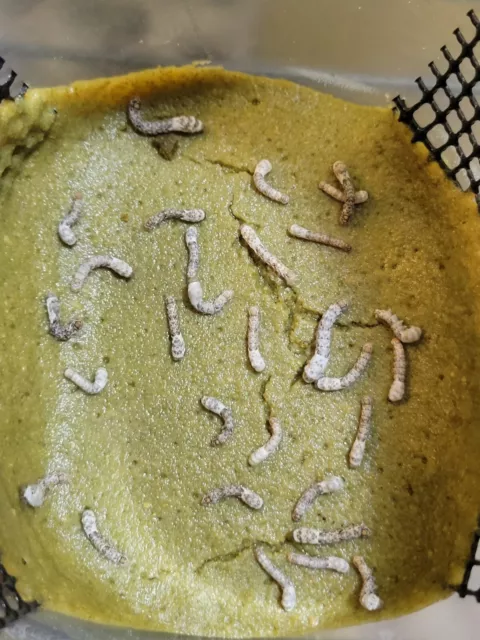 Silkworms 18+ Count Cupped With Food - Reptile Amphibian Frog Food