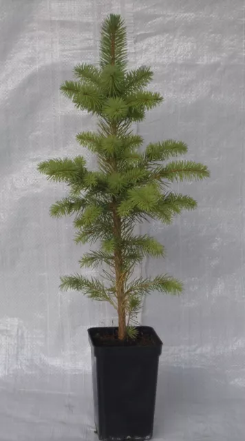 Colorado Spruce, Picea Pungens, Plant Tree 30 - 50 cm inc. pot