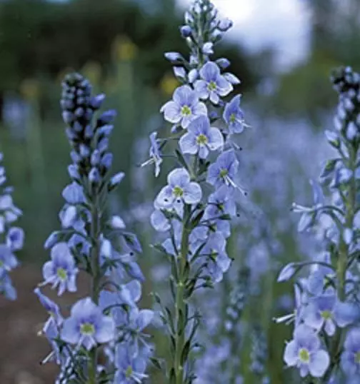 Veronica Gentianoides'Light Blue' Perennial Plug Plants Pack x6