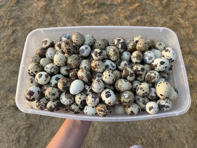200 ++ Jumbo XL Coturnix Hatching Eggs