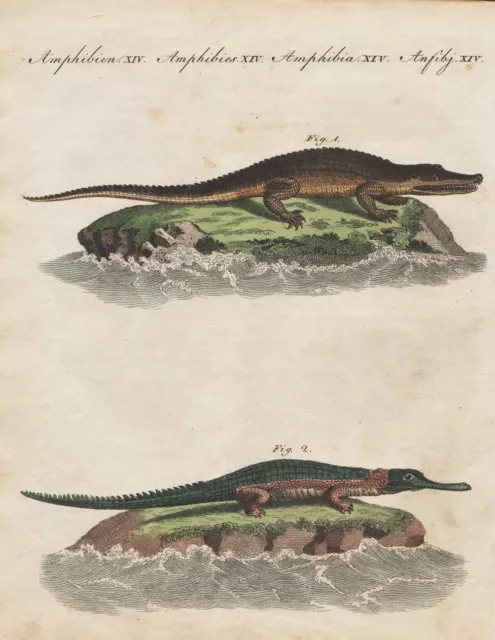 Krokodil crocodile Krokodile crocodiles Amphibien amphibians Bertuch 1800 232084