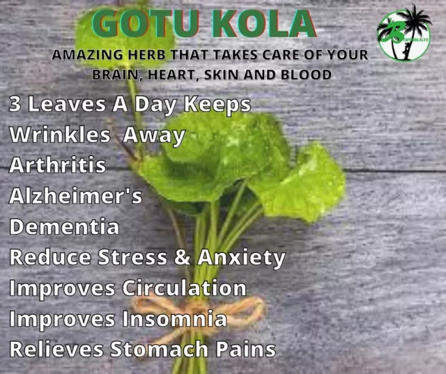 Gotu Kola, ARTHRITIS HERB-bundle of 10 roots. 3 LEAVES A DAY KEEPS wrinkles away