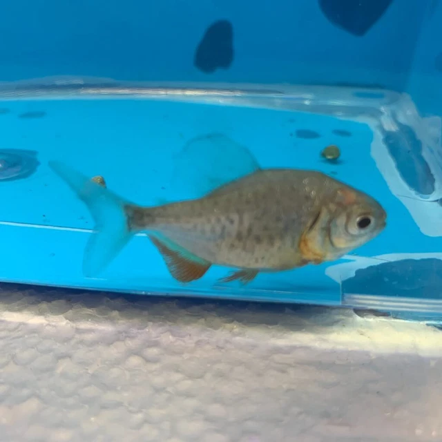 3 pack Red pacu 1/2-3/4" in length Live Tropical Fish