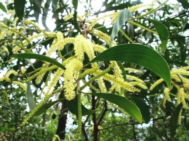 10 x COLES WATTLE SEEDS,ACACIA COLEI,BUSH TUCKER,HARDY EDIBLE GARDEN SHRUB