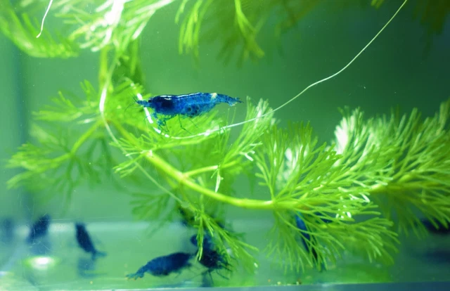 Packs of Blue Dream Live Shrimps Neocaridina Freshwater Aquarium Shrimps Live