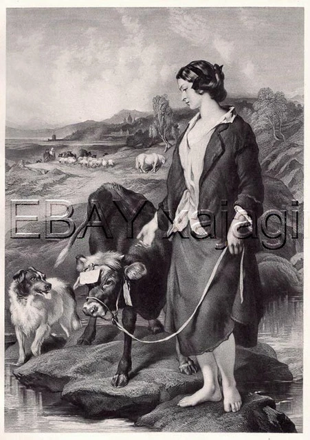 DOG Border Collie, Prize Calf Cow, Antique Landseer Collotype from 1870s