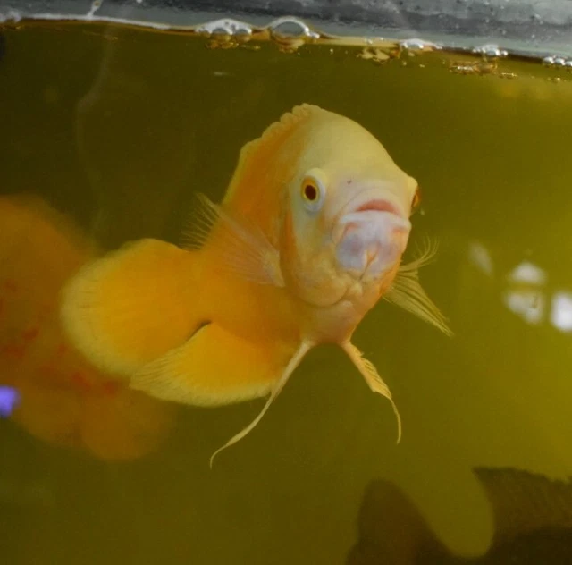 Live Red Ruby Oscar Cichlid (2-2.5" Freshwater Aquarium Fish) *PLS READ DESCR* 3