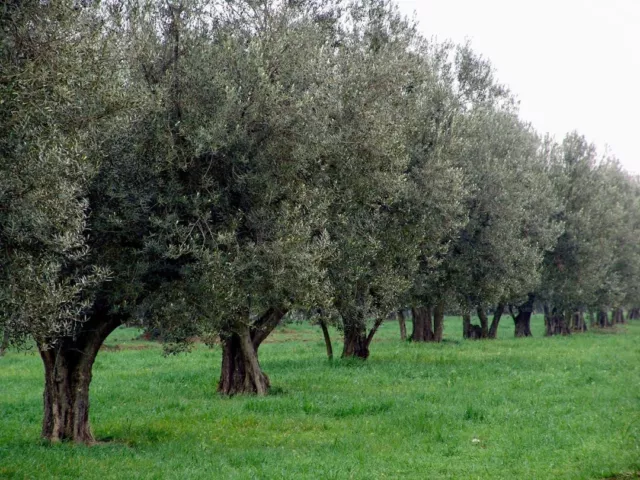 Olio extravergine di oliva biologico di Vetralla, qualità Canino, 5 litri