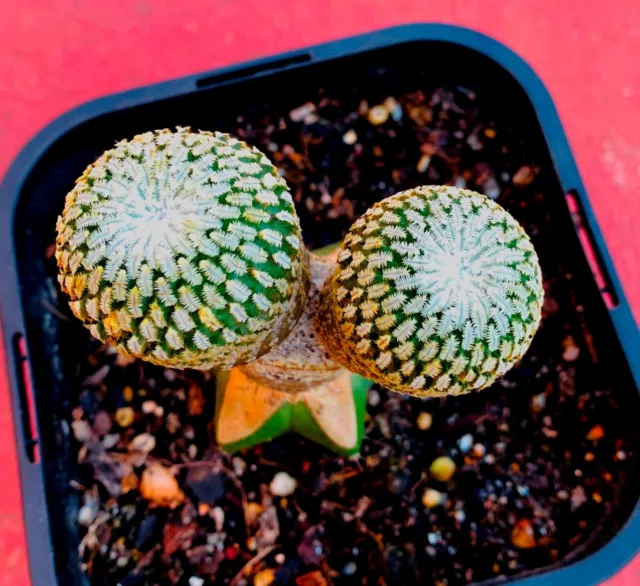 Turbinicarpus Pseudopectinatus Twin Heads Cactus