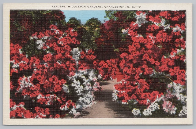 Linen~Charleston South Carolina~Middleton Gardens~Azaleas~Vintage Postcard