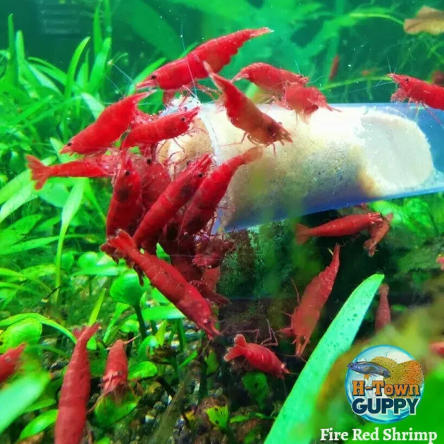 Fire Red Cherry - Freshwater Neocaridina Aquarium Shrimp. Live Guarantee