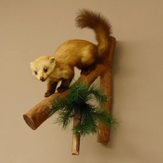 Garduña Marta Preparado Altura 52cm Rama Hinabschleichend para Animales 89.5.172