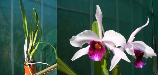 Laelia purpurata var. semi-alba, Orchidée, Orchid