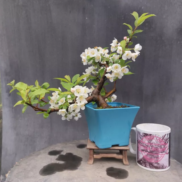 Flowering Japanese Crab Apple Cascade Bonsai tree In Development