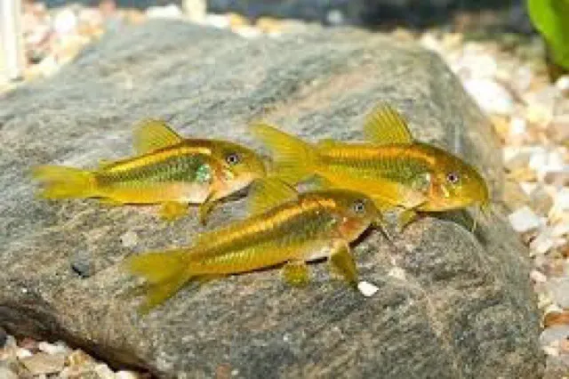 Group of 3+1 Live Gold Laser Corydoras Cory Catfish Freshwater Tropical Fish