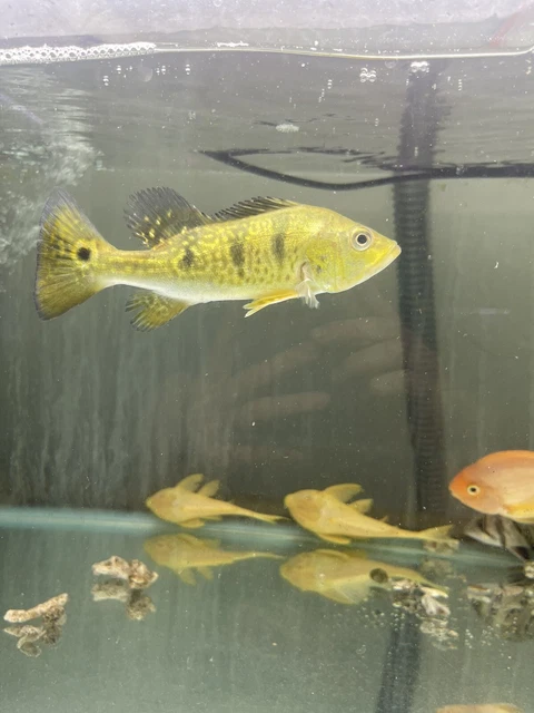 Spider Kelberi Peacock Bass (Cichla kelberi ‘spider’)6-7 Inch  2 Fish