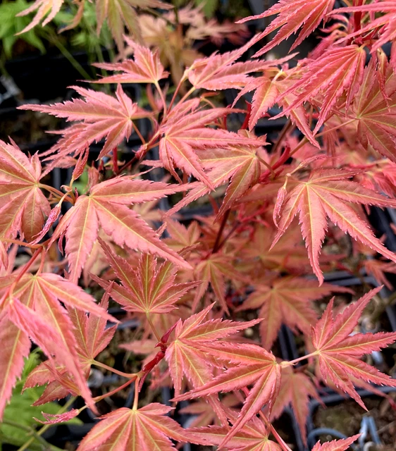 GRAFTED JAPANESE MAPLE Acer Palmatum Seigen - Preorder for May Dispatch