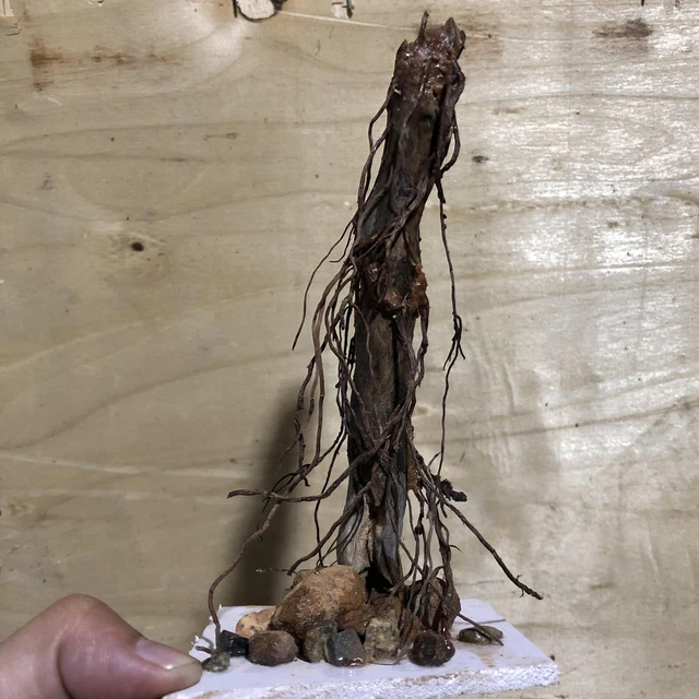 Aquarium Driftwood Bonsai Hardscape Aquascape Shrimp Fish Tank Decorations - X1