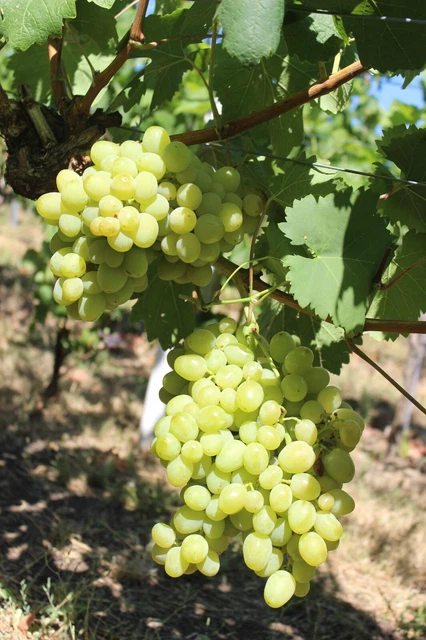 Weinrebe , pilzfeste Tafeltraube Galachad. 2