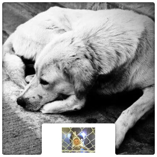 $25 Charitable Donation For: Second Chance Medical Fund