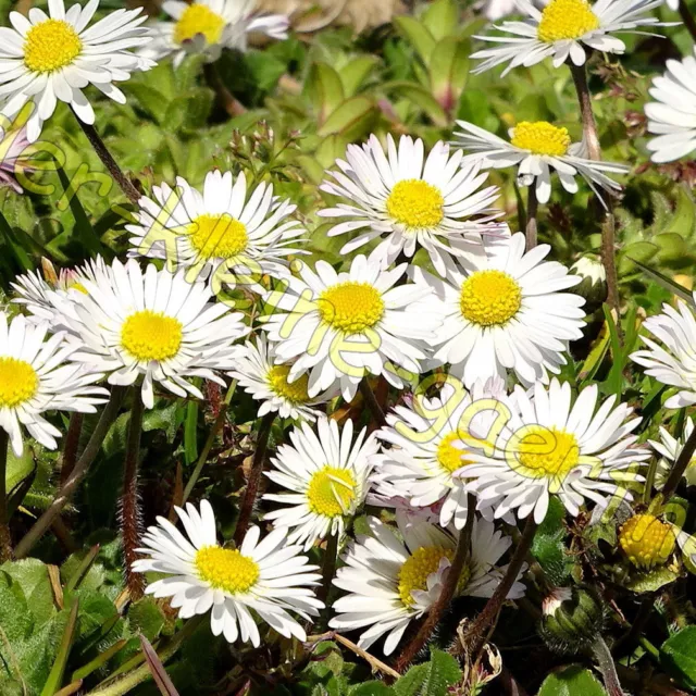 Gänseblümchen Wiesengänseblümchen Bellis Tausendschön Bienenweide 5000 Samen