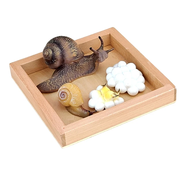 MODELS OF SNAIL Life Cycle with Tray - MONTESSORI BIOLOGY MATERIALS $19 ...