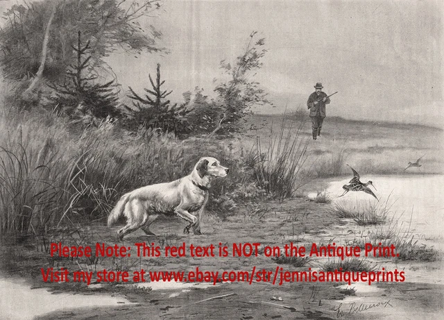 Dog English Setter Hunting Pointing Snipe Hunter, Large 1890s Antique Print 3
