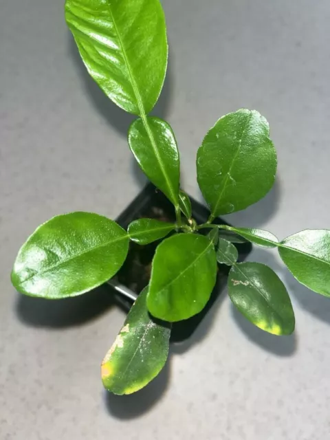 Kaffir Lime Tree  4" S Thai/Makrut Lime Plant Potted Citrus Hystrix Seed Grown