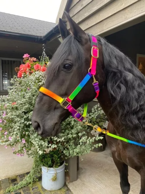 Km Elite Padded Rainbow Head Collar And Leadrope Set - X-Full - Last Few