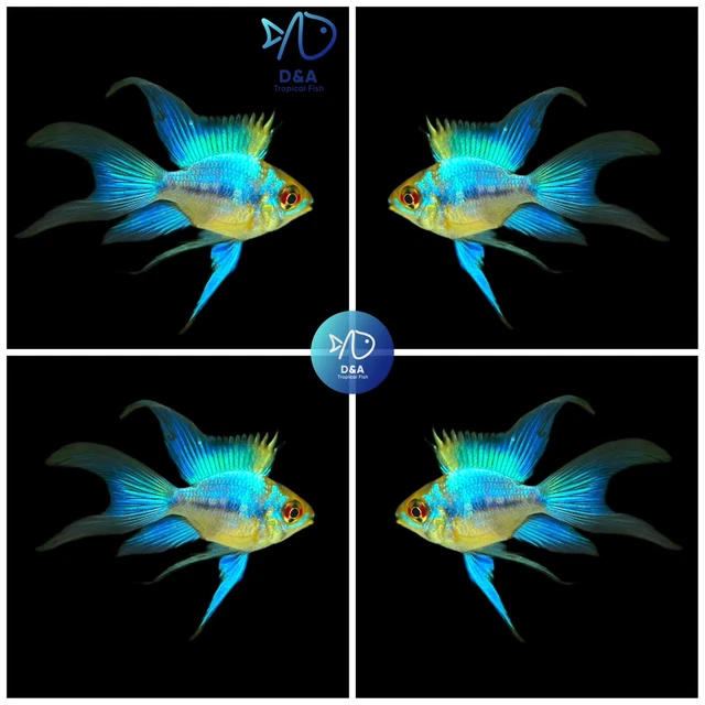 1 Pair - Cichlid Rams Short Body - Angel German Blue Ballon Ram - Rare Fish 🐠